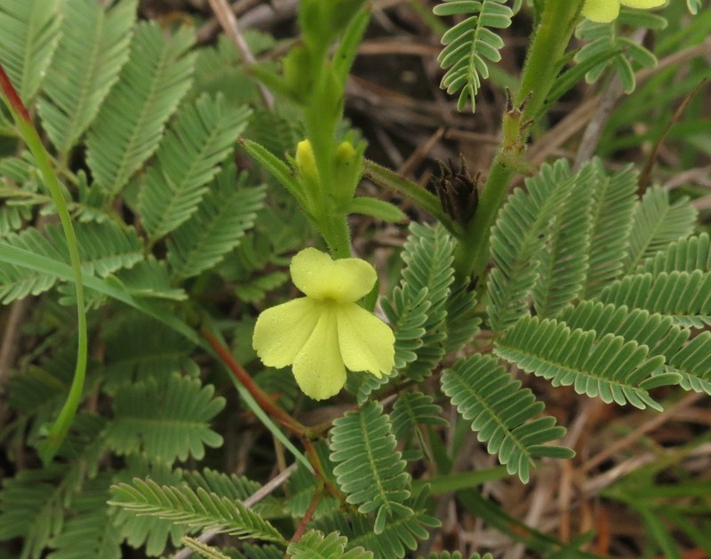 Asiatic Witchweed photo 3