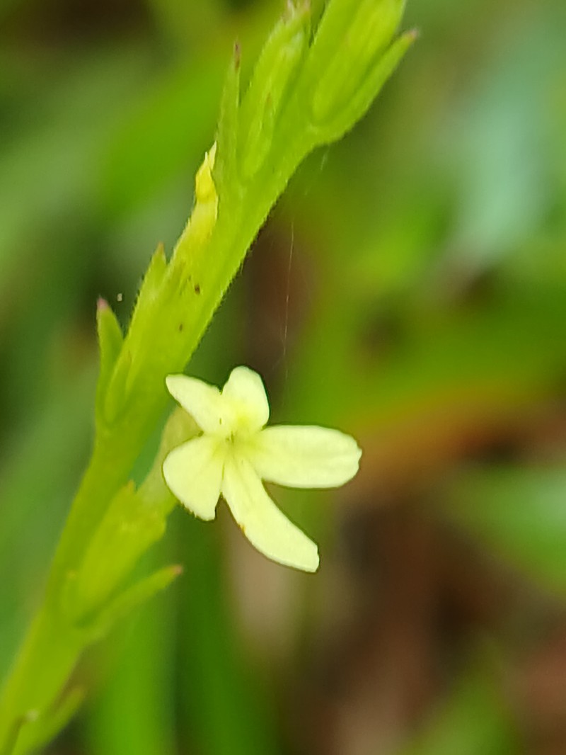 Asiatic Witchweed photo 4