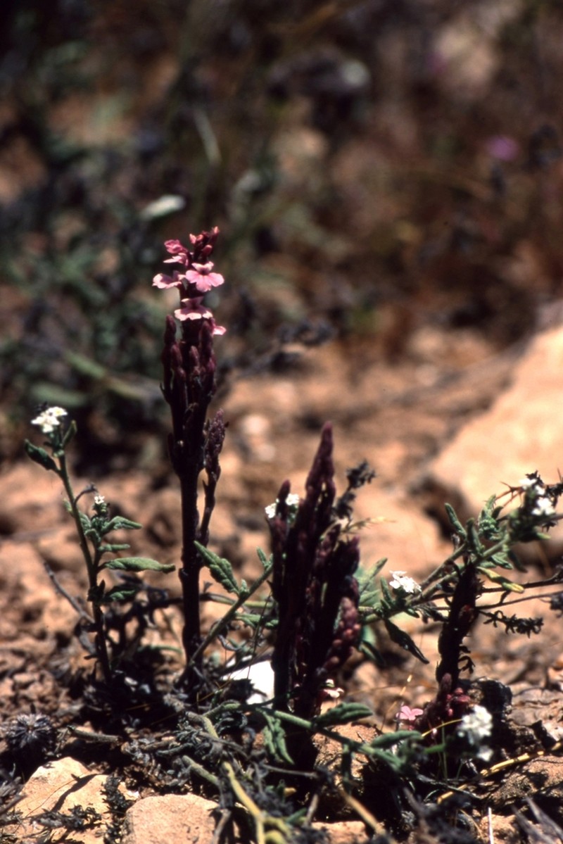 Striga barthlottii photo 2