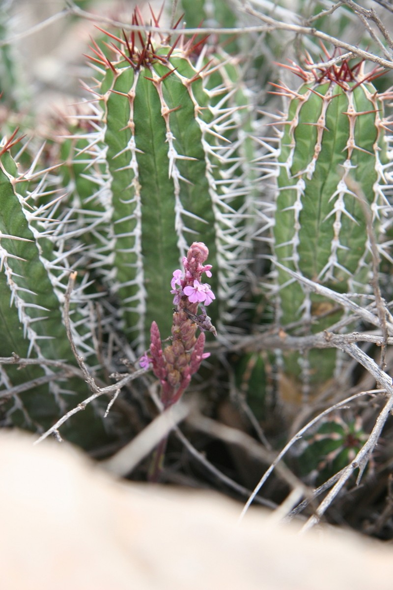 Striga barthlottii photo 4