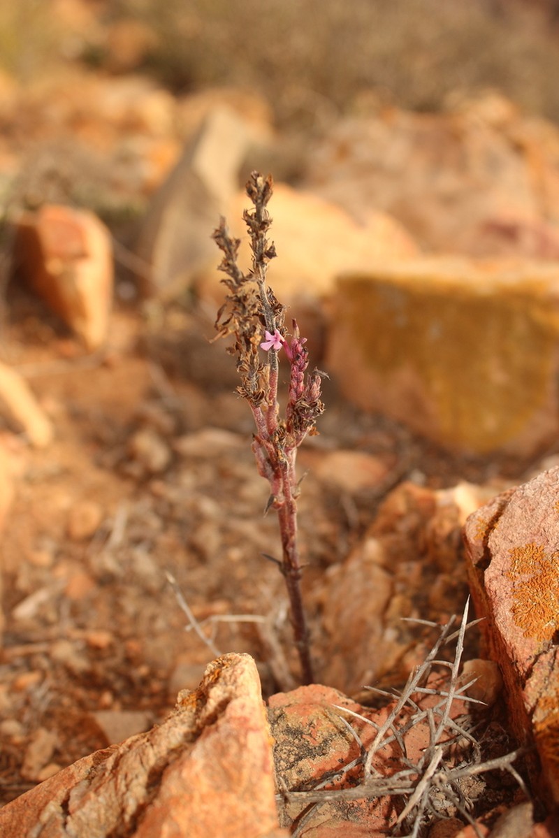 Striga barthlottii photo 5