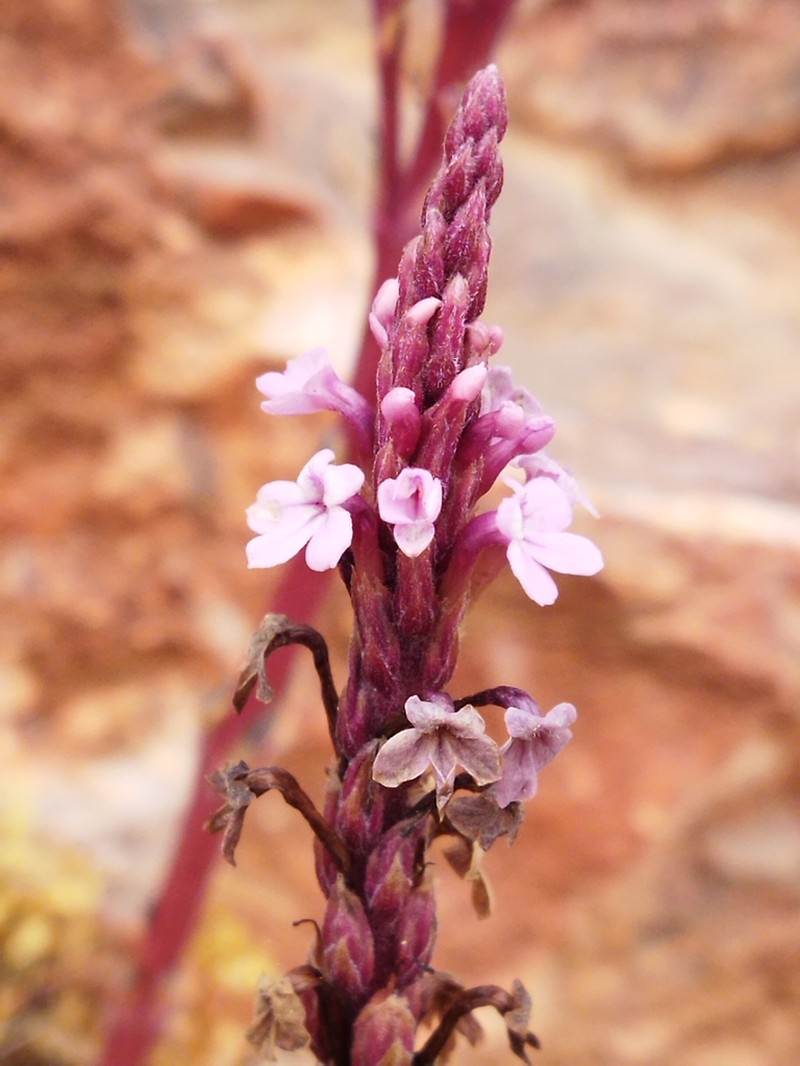 Striga barthlottii photo 6