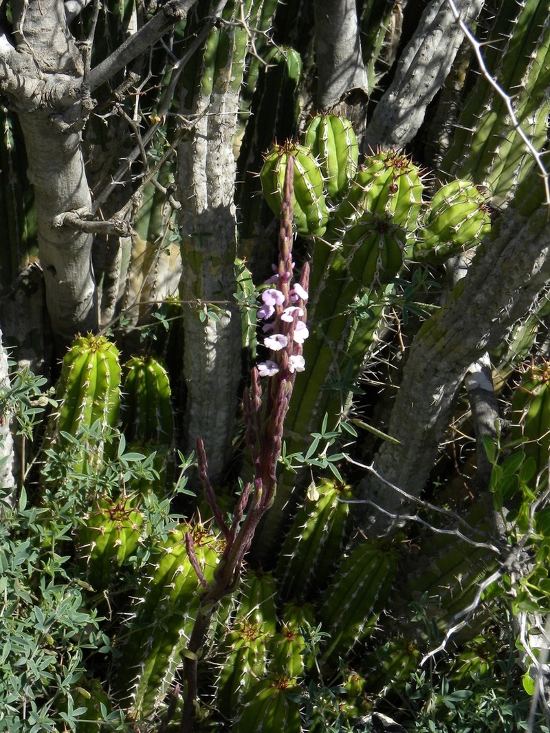 Striga barthlottii photo 7