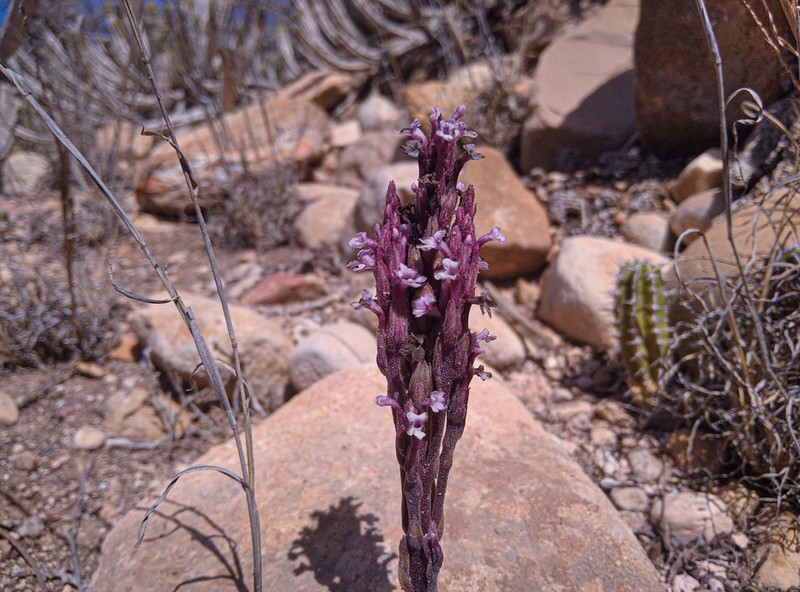 Striga barthlottii photo 8