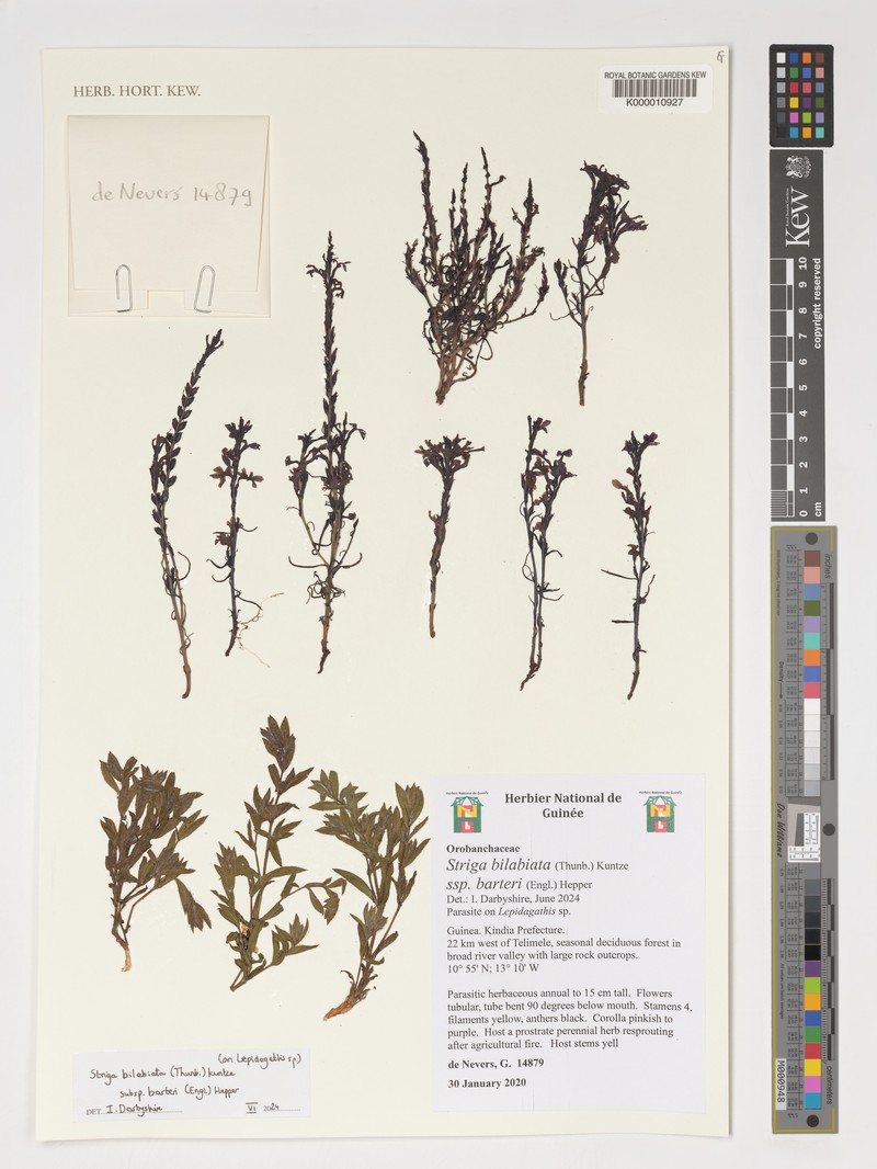 Striga bilabiata subsp. barteri