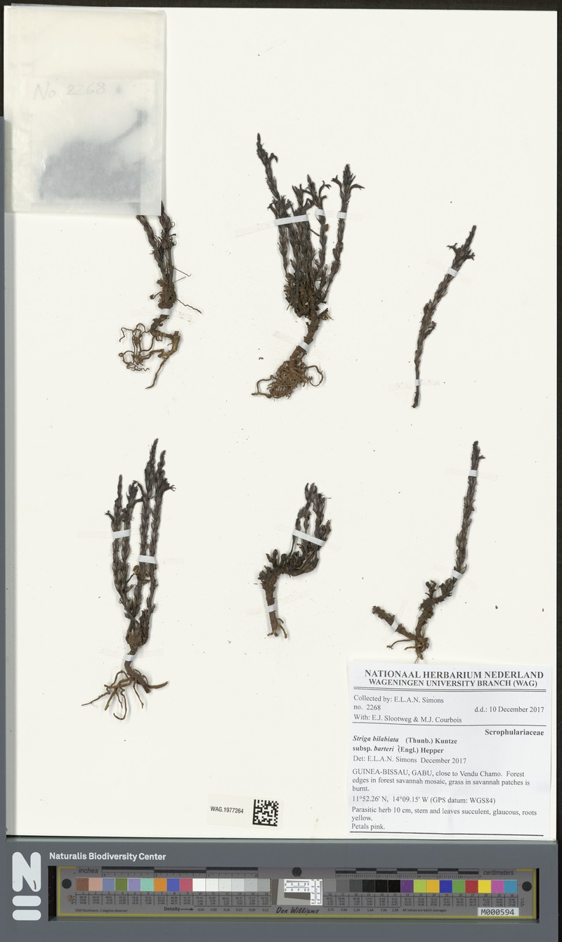 Striga bilabiata subsp. barteri photo 2