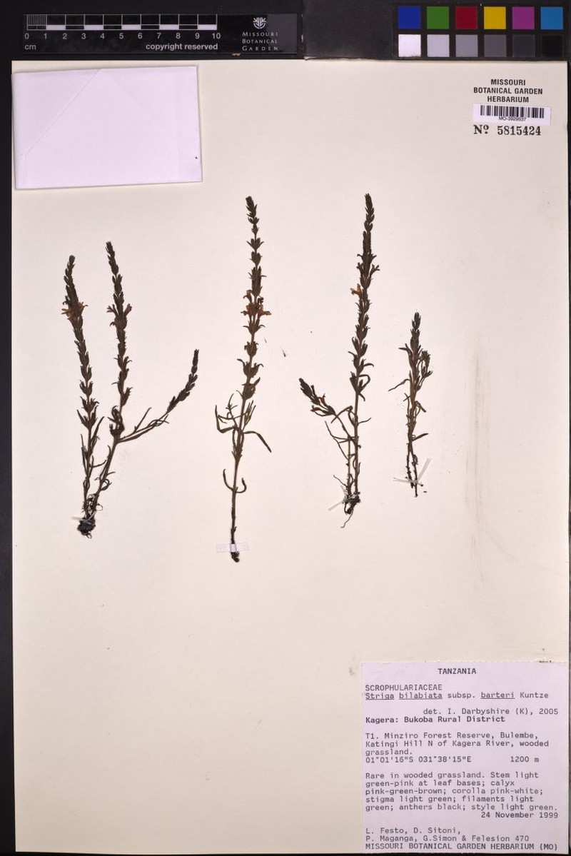 Striga bilabiata subsp. barteri photo 4