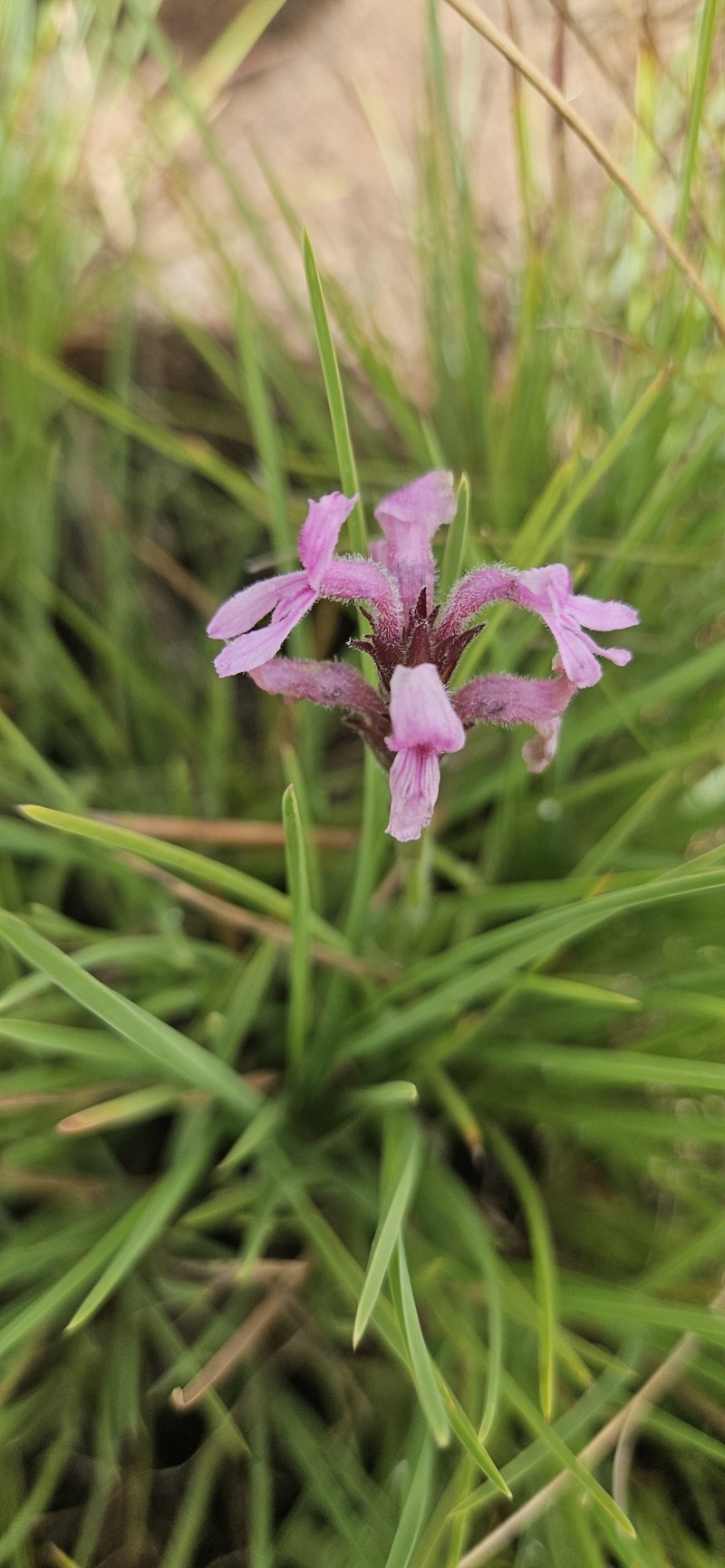 Striga bilabiata subsp. bilabiata