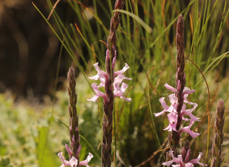 Striga bilabiata subsp. bilabiata photo 2