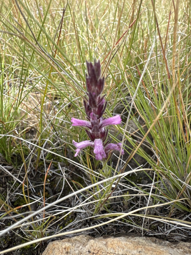 Striga bilabiata subsp. bilabiata photo 3