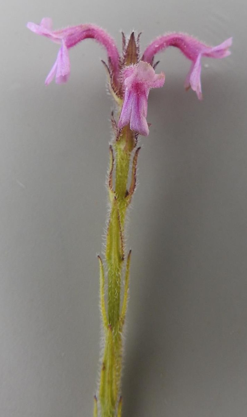 Striga bilabiata subsp. bilabiata photo 4