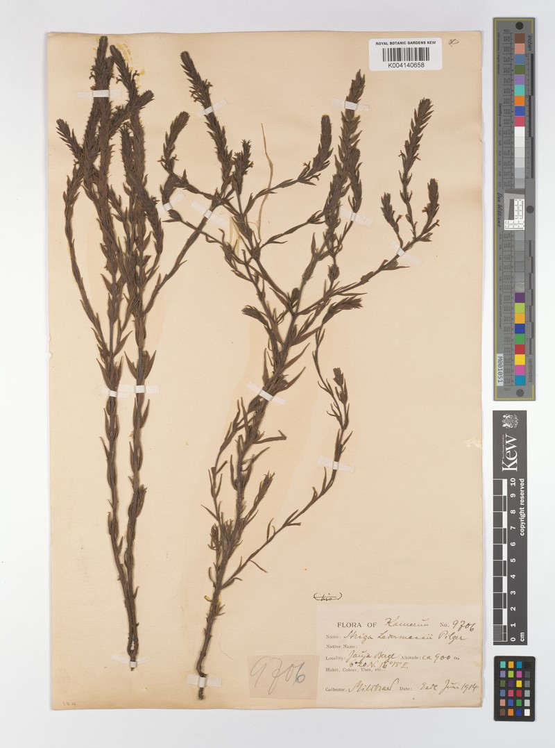 Striga bilabiata subsp. ledermannii