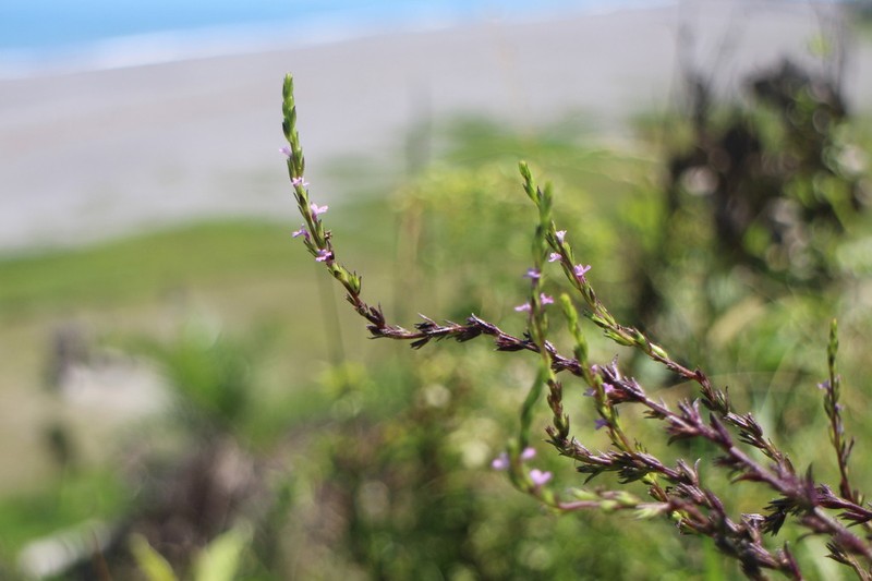 Striga crispata