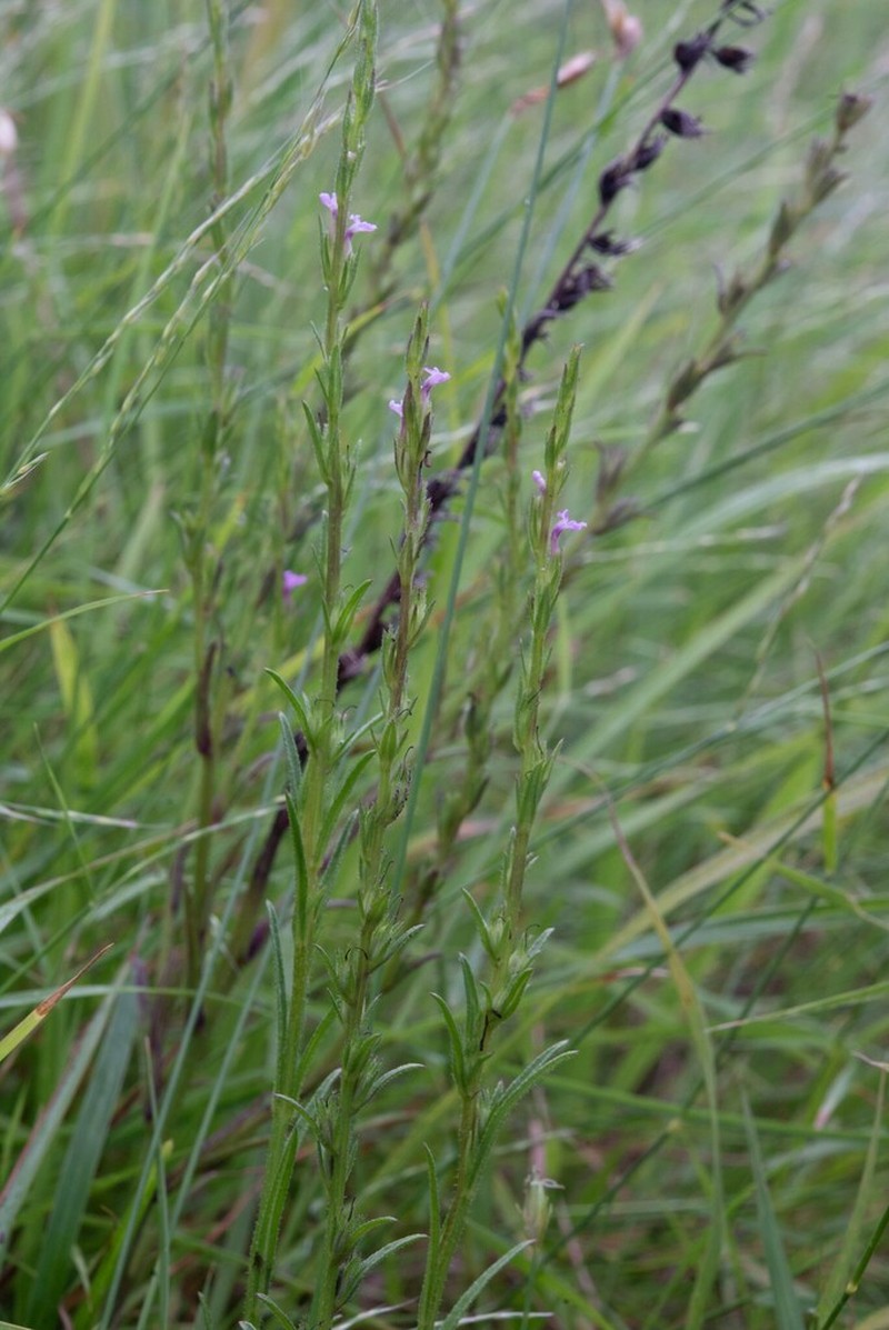 Striga crispata photo 2