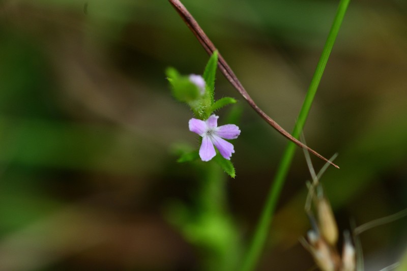 Striga crispata photo 3