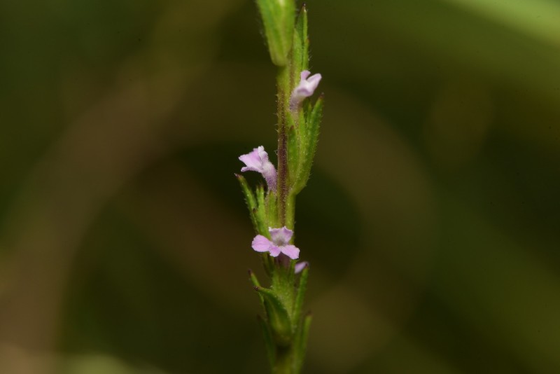 Striga crispata photo 4