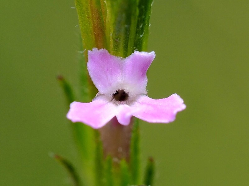 Striga crispata photo 5