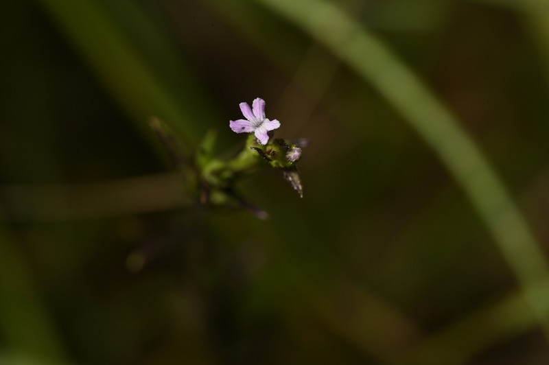 Striga crispata photo 7