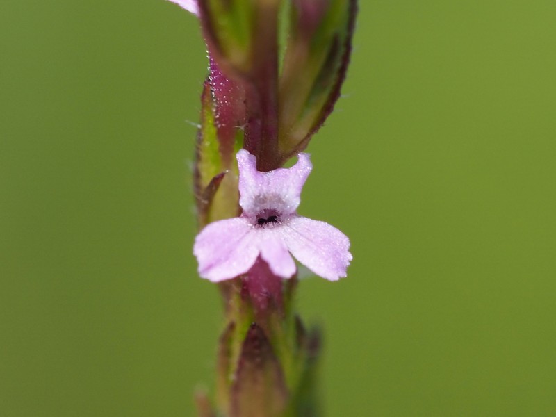 Striga crispata photo 8