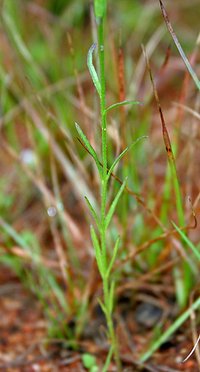 Denseflower Witchweed