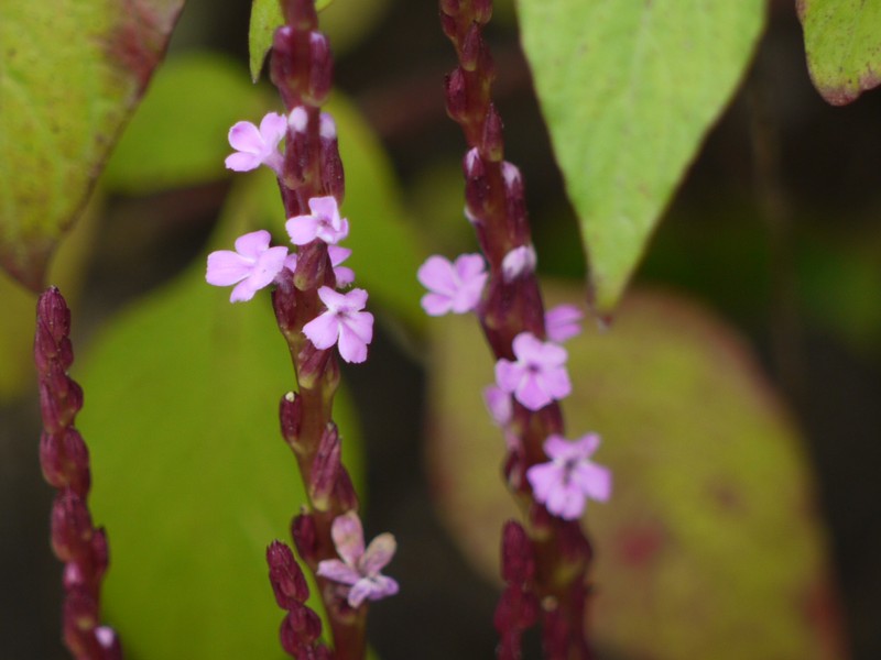 Cowpea Witchweed photo 4