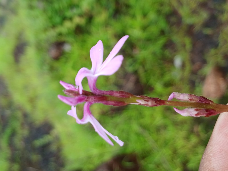Cowpea Witchweed photo 2