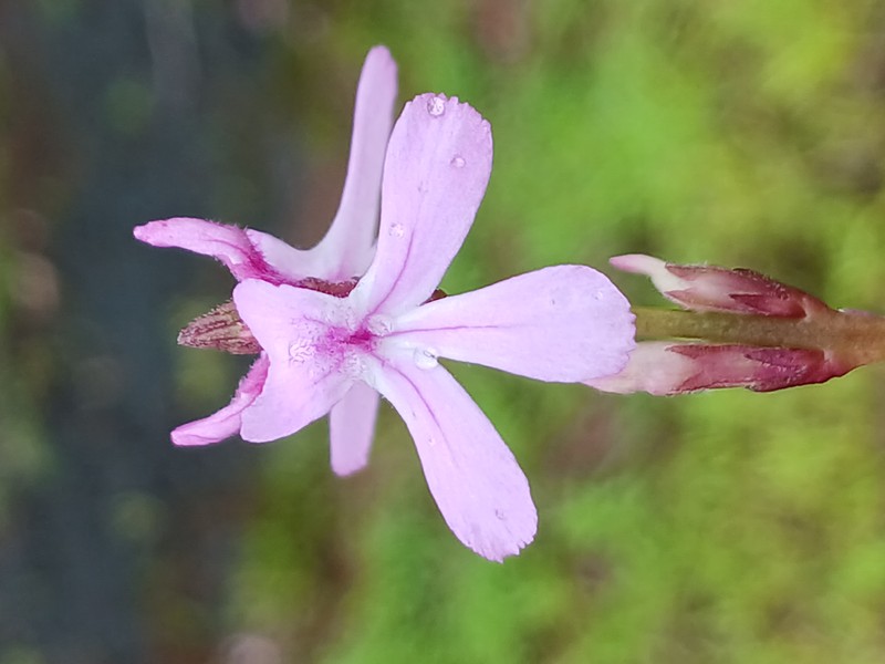 Cowpea Witchweed photo 3
