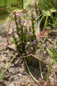 Cowpea Witchweed