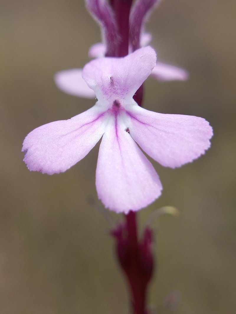 Cowpea Witchweed photo 5