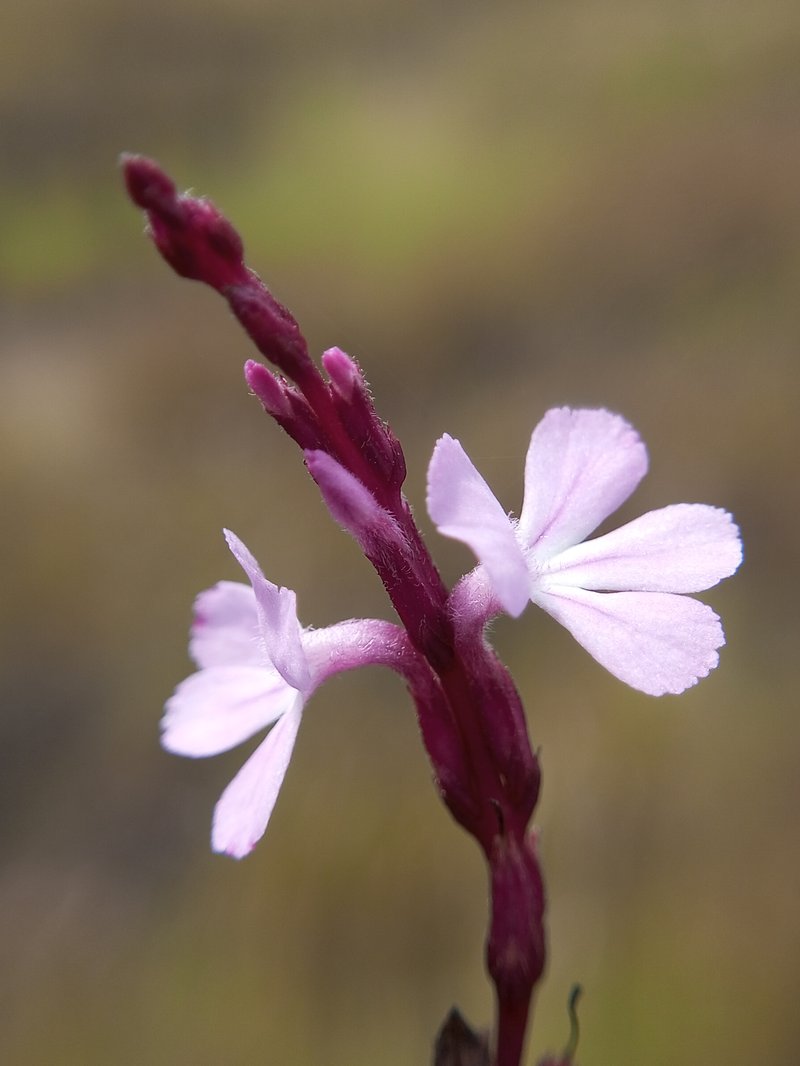 Cowpea Witchweed photo 6