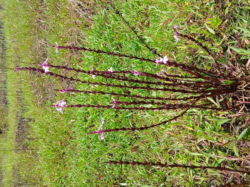 Cowpea Witchweed photo 7