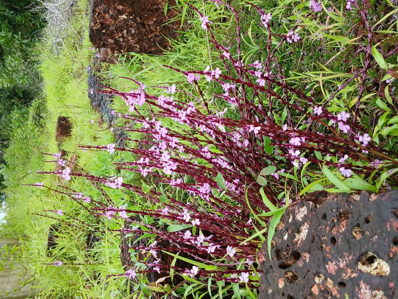 Cowpea Witchweed photo 8