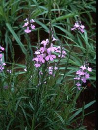 Purple Witchweed