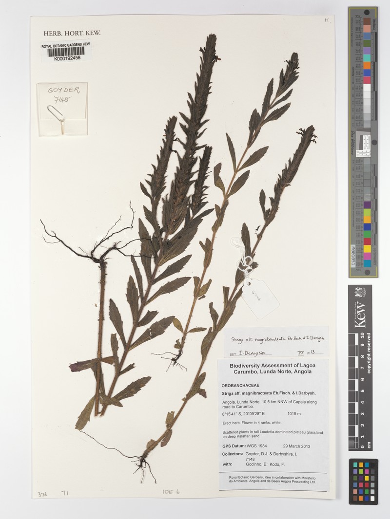 Striga magnibracteata