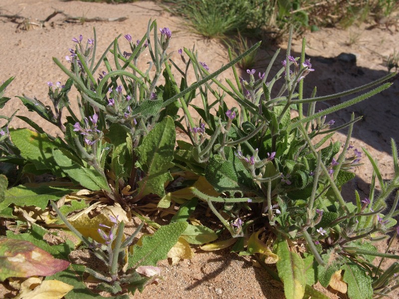 African Mustard photo 6