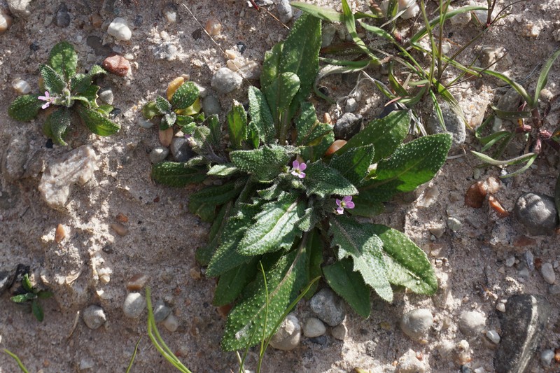 African Mustard photo 7