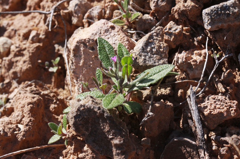 African Mustard photo 8