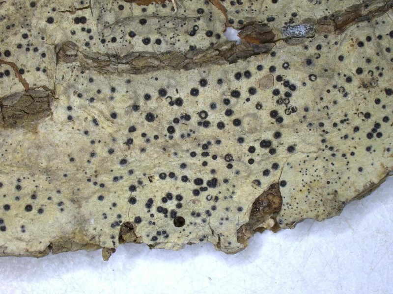American Strigula Lichen