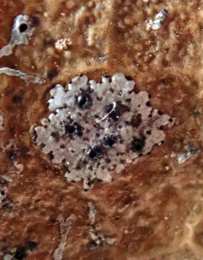 Strigula Lichen photo 3