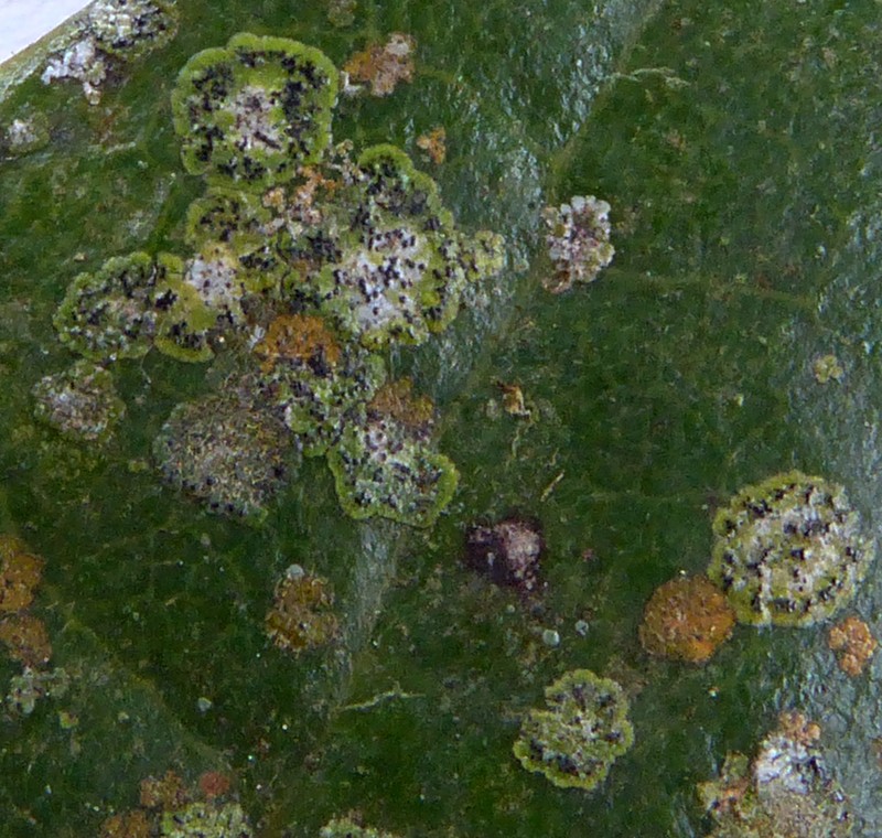 Strigula Lichen photo 4