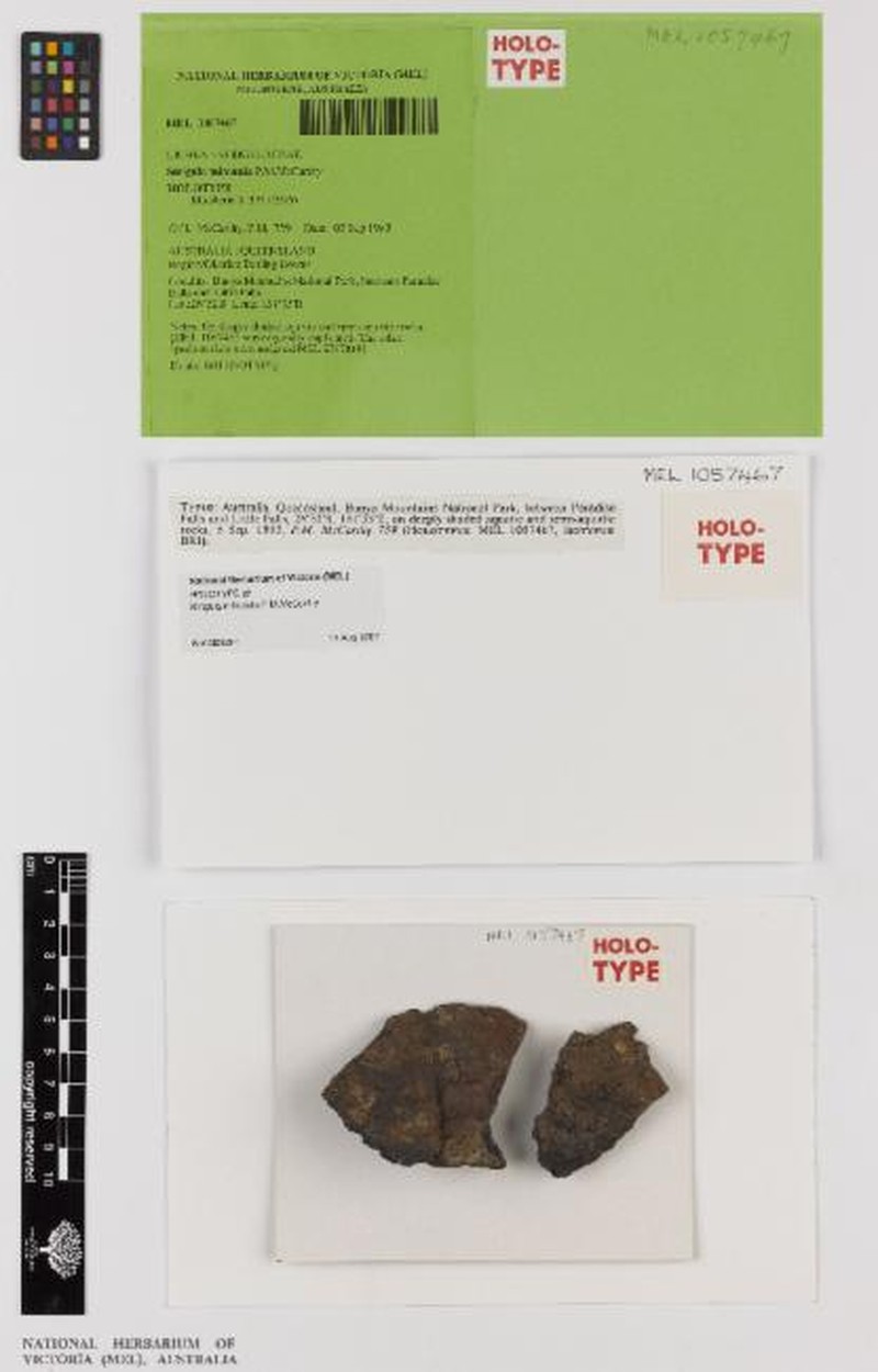 Strigula Lichen