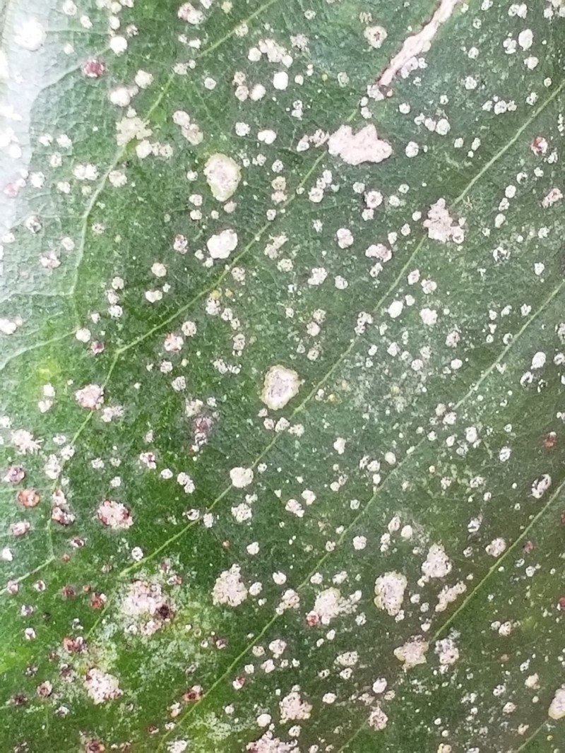 Strigula smaragdula photo 2