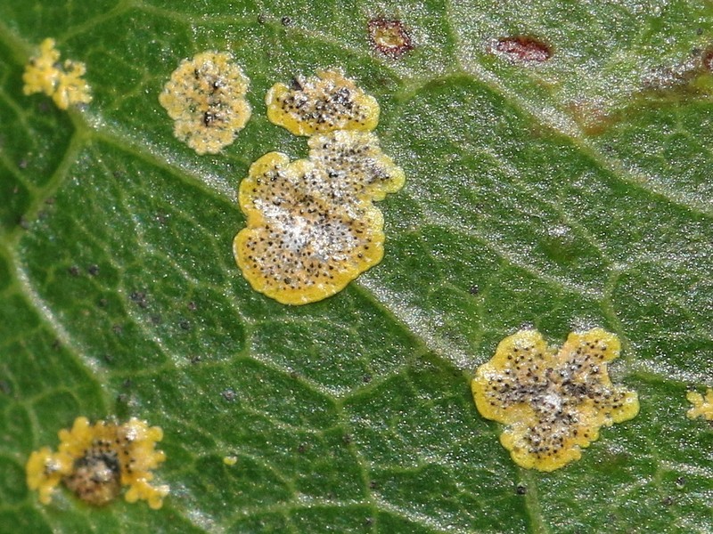 Strigula smaragdula photo 3