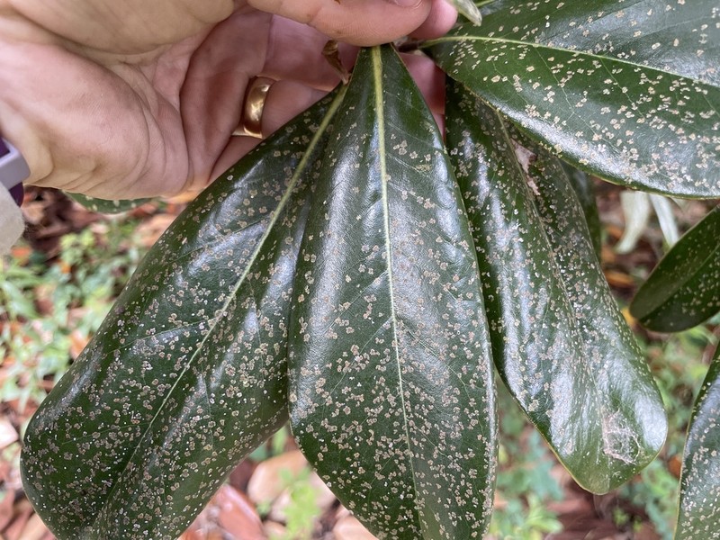 Strigula smaragdula photo 4