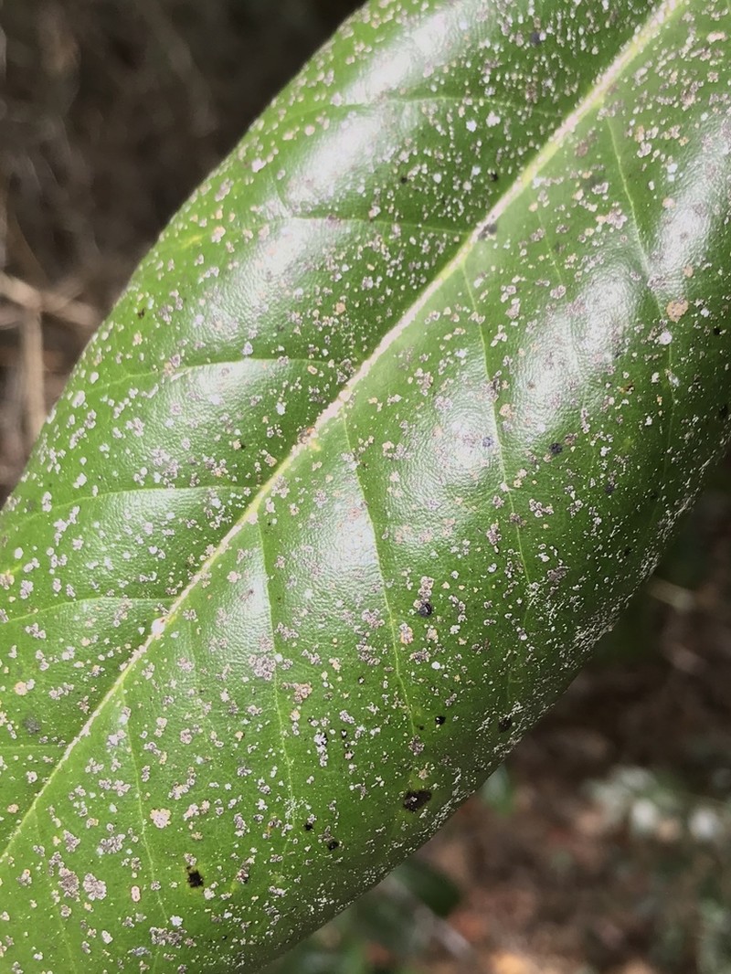 Strigula smaragdula photo 5