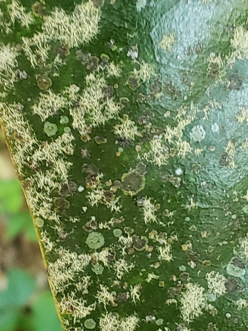 Strigula smaragdula photo 6