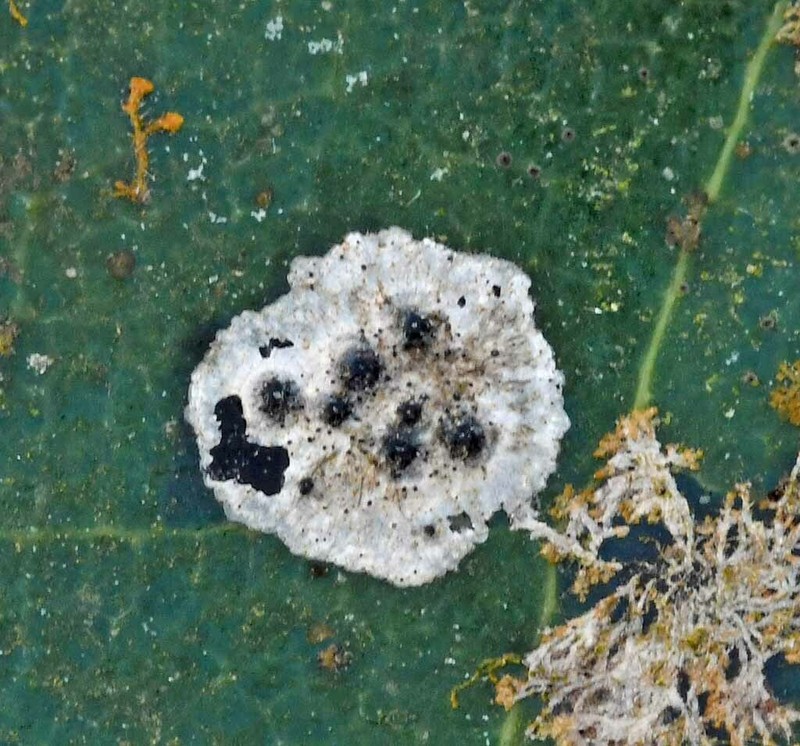 Strigula smaragdula photo 7