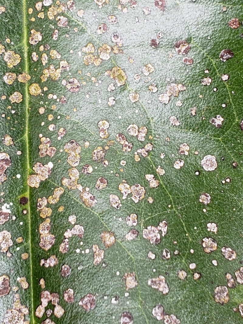 Strigula smaragdula photo 8