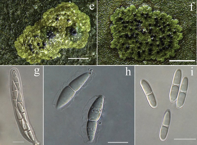 Strigula smaragdula