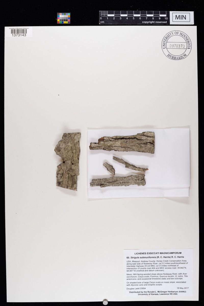 Strigula Lichen